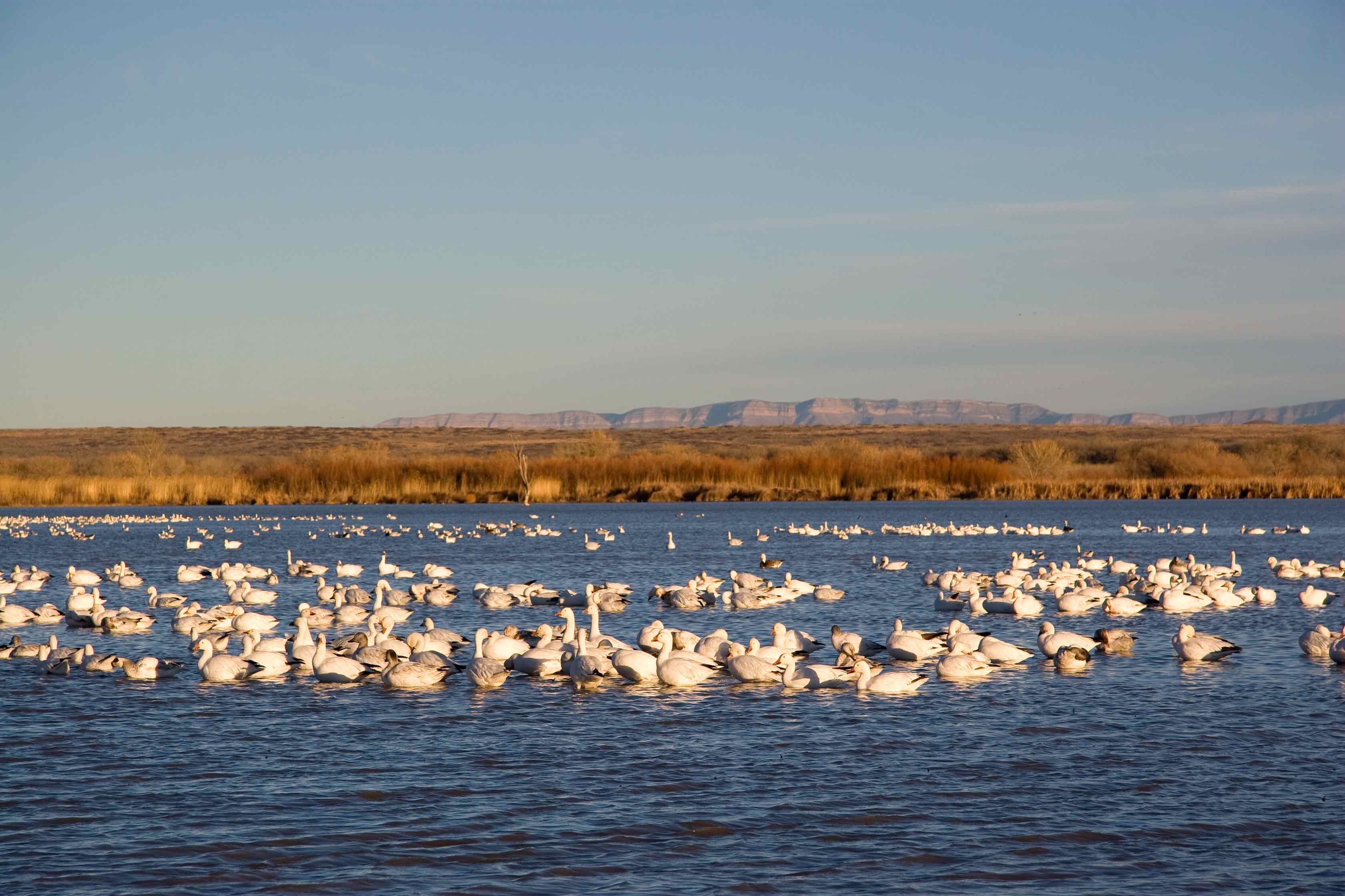 Bosque del Apache, New Mexico